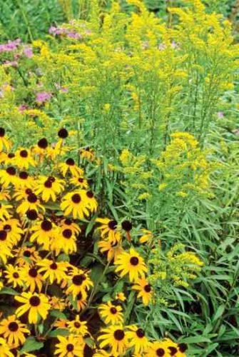 Fall Flower and Foliage Suggestions